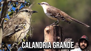 Calandria grande 4K Mimus saturninus Chalkbrowed mockingbird Sinsonte Calandria Sabiá do campo [upl. by Rand]