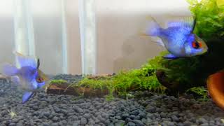 ปลาแรมบอลลูนบลู  Electric Blue Ram quotMikrogeophagus ramireziquot [upl. by Powers]