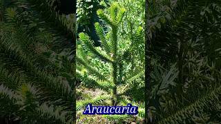 Araucaria Tree 🌲araucária treedrzewo nature shorts [upl. by Saxena932]