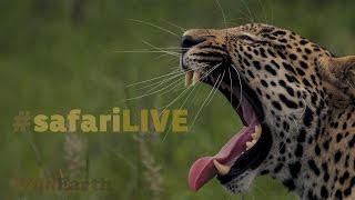 safariLIVE  Sunrise Safari  July 28 2017 [upl. by Ellemaj387]