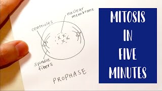 Mitosis in 5 Minutes  Drawing and Labeling Diagram Tutorial [upl. by Hodess]