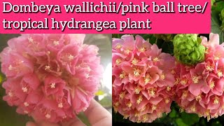 Dombeya plant care How to grow and care Dombeya wallichiipink ball treetropical hydrangea plant [upl. by Vander411]