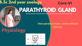 Parathyroid Gland BSc 2nd YearParathyroid Gland Structure Function amp DisorderCalcium Regulation [upl. by Ahk]