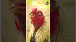 The racing cock is ready for the Sankranthi ring roster farming viralvideo [upl. by Naelopan]