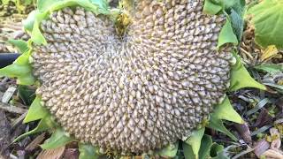 When and How to Harvest Sunflower Seed Heads [upl. by Oilcareh]