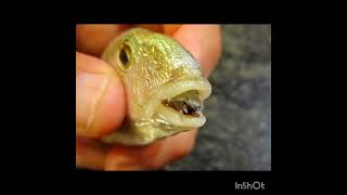 Cymothoa exigua parasite in fish [upl. by Baler]