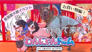 【犬連れイベント】多頭飼いファミリーがわんにゃんドーム行ってきた！ [upl. by Ahcas]