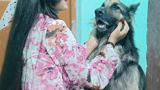 Meri Or Caesar Ki Daily Fight Story 🥋  German Shepherd 🐕 [upl. by Seward]