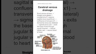 Cerebral venous drainage [upl. by Retep493]