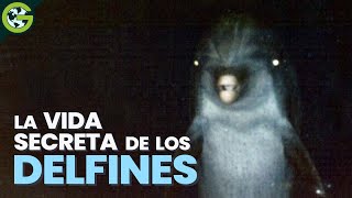 La ATERRADORA Verdad Sobre Los DELFINES 🐬 [upl. by Natek]