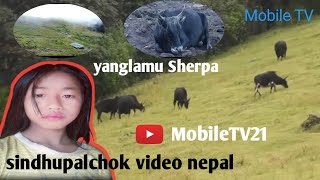 sindhupalchok Video Nepali Goth Chowk chauri yanglamu Sherpa [upl. by Ingunna]