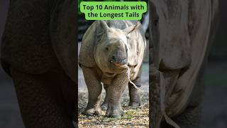 Top 10 Animals with the Longest Tails [upl. by Machos165]