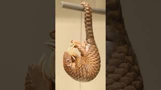 A brief introduction to 😍Pangolins😙horts youtubeshorts animals [upl. by Cann211]