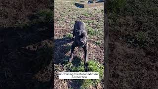 canecorsovsitalianmastiff [upl. by Klayman]