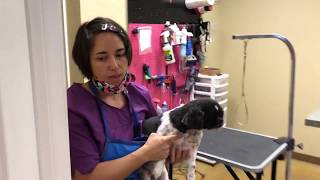 How to Groom a Shih Tzu that has seizures Gidget Full Groom [upl. by Ramirolg]