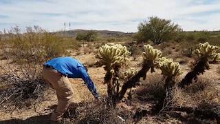 Jumping cactus Arizona Cholla [upl. by Haidabej366]