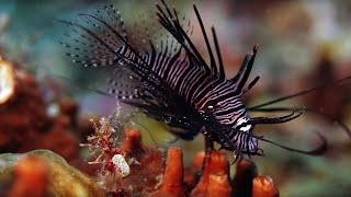 The Coral Reef 10 Hours of Relaxing Oceanscapes  BBC Earth [upl. by Noby393]