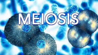 MEIOSIS  MADE SUPER EASY  ANIMATION [upl. by Ellecrag342]