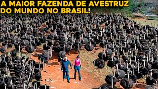 A MAIOR FAZENDA DE AVESTRUZ DO MUNDO QUE FICA NO BRASIL [upl. by Sucerdor]