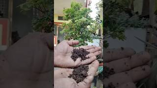 Repotting Kaise Karen  How To Aurelia Plant  shorts viralshots ytshorts repotting gardening [upl. by Herm]