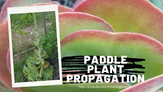 Paddle Plant  Kalanchoe Thyrsiflora [upl. by Eyla]