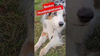 Bestes Hundespielzeug für deinen Hund [upl. by Okoy]