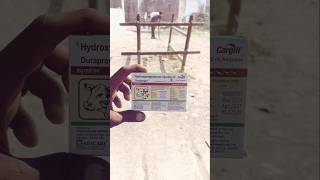 Hydroprogesterone injection IP animals viralvideo buffalo repeatbreeding [upl. by Onairot134]