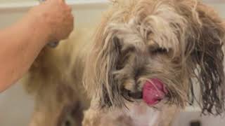 Tibetan Terrier Groom  Pawgo Mobile Pet Grooming [upl. by Eeznyl]