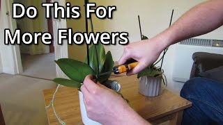 How to get your Phalaenopsis orchids to flower again [upl. by Suravart]