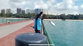 Bedok Jetty just some fish around [upl. by Adalheid]