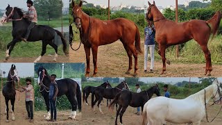 top quality horses in Telangana stud farm  alishan bloodline horse  baby horse colt filly [upl. by Ranee196]