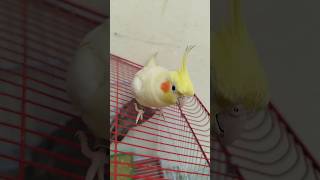 Mango Book the Coco House birds parrot cockatiel cute pets trending 1million 1000subscriber [upl. by Osugi]