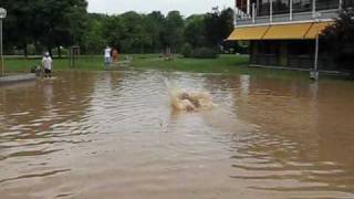 Hochwasser Ditzingen [upl. by Giulietta]