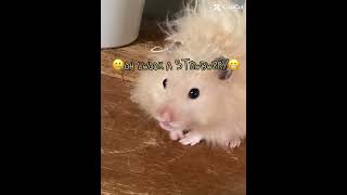 Oh Look a strawberry 🍓💅 cuteanimal hamsterland pets cute [upl. by Eenitsed287]