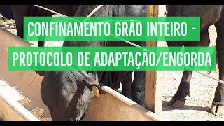 Como fazer um semiconfinamento de gado de corte [upl. by Inahet661]