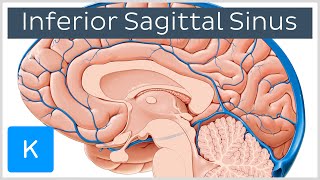 Inferior Sagittal Sinus  Human Anatomy  Kenhub [upl. by Aratas]