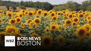 Weekend To Do List Sunflower tomato festivals and state fair [upl. by Hufnagel931]