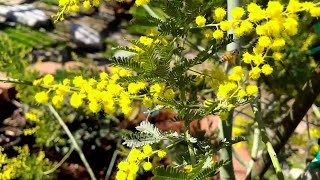 3 Year Update on SeedGrown Acacia Baileyana Now Blooming [upl. by Hyams]