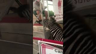 This Zebra Loves Watermelon Animals at the Kern County Fair So Cute [upl. by Avir]