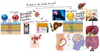 Pharmacologie  Absorption des medicaments [upl. by Lindi]