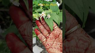 Parijat Ke Phool 💮💮 shorts ytshorts parijat [upl. by Adlemi615]