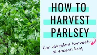 How to Harvest Parsley for Abundant Yields [upl. by Akiemehs]