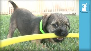 Border Terrier Puppies Hula Hoop for the First Time  Puppy Love [upl. by Artemis]