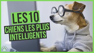 Quel est lanimal le plus intelligent du monde  avec CINÉ shorts cinema film règneanimal [upl. by Refinneg]