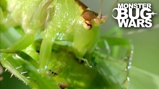 Balloon Winged Katydid Vs Tree Centipede  MONSTER BUG WARS [upl. by Odel]