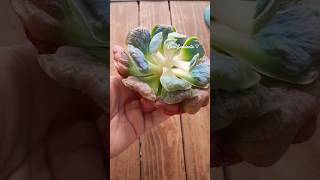 Echeveria Heart Delight 🩷❤️ Gordita bella viral cactus short suculents suculentas echeverias [upl. by Anida2]