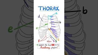 Anatomy of the Thorax science anatomy mbbs biology nurse doctor neuroanatomy nclex usmle [upl. by Wil]