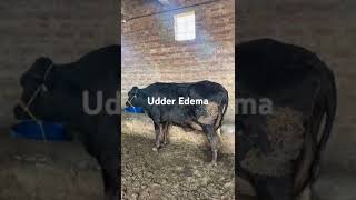 Udder Edema Udder edema treatment Udder edema in cow Udder edema in cows treatment Udder edema [upl. by Berkie784]