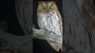 Oriental Scops Owl birds subscribe nature birdsofcambodia shorts short shortsfeed [upl. by Mamoun]