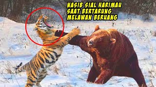 Harimau Bernasib Sial Saat Berburu Beruang 5 Serangan Beruang Paling Menakutkan [upl. by Nollaf811]